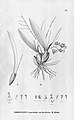 Rodriguezia sticta (as syn. Rodriguezia maculata var. bicristata) plate 32, fig. I in: Alfred Cogniaux: Flora Brasiliensis vol. 3 pt. 6 (1904-1906)