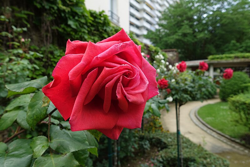 File:Rose @ Square d'Alleray Labrouste-Saint-Amand @ Paris (34413003800).jpg