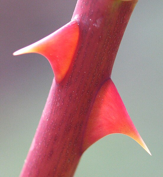 File:Rose prickle.jpg