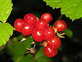 Rubus saxatilis, 2006-08-04.JPG
