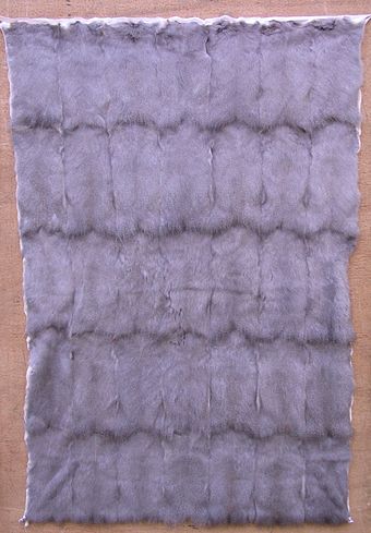 Plate of squirrel fur backs