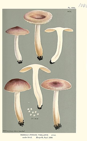 File:Russula puellaris -Cooke(2).jpg