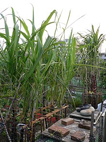 Saccharum sinense (3927298799) .jpg