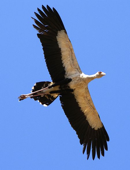 Tập_tin:Sagittarius_serpentarius_-Tsavo_East_National_Park,_Kenya_-flying-8.jpg