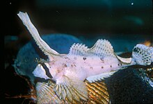 סורפין (Sailfin sculpin) (Nautichthys oculofasciatus) .jpg