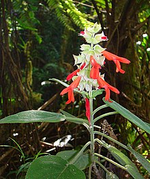 Salvia leucocephala (14506781288).jpg