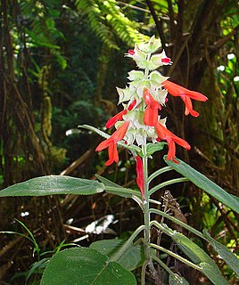 <i>Salvia leucocephala</i> Species of flowering plant