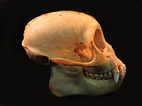 Sapajus skull portrait.JPG