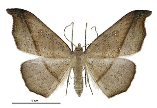 <i>Sarisa</i> (moth) Genus of moths