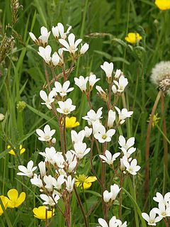 <i>Saxifraga granulata</i> Species of flowering plant