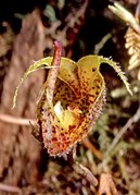 Scaphosepalum fimbriatum