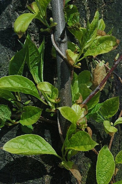 File:Schisandra sinensis.jpg