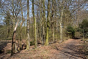 Schleswig-Holstein, Aukrug, Tönsheider Wald NIK 9808.JPG