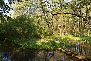 Schleswig-Holstein, Nordhastedt, Landschaftsschutzgebiet Mühlenteich NIK 2485.jpg