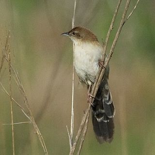 Fan-tailed grassbird Species of bird