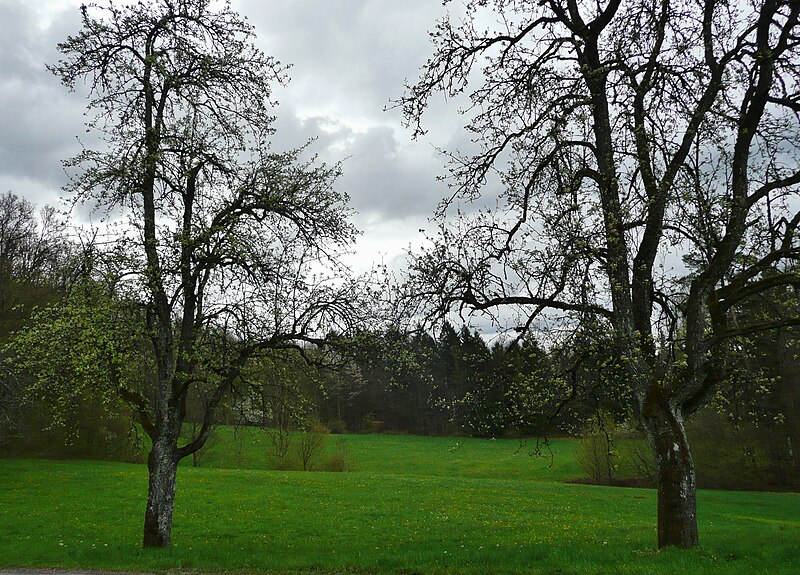 File:Schwäbisch-Fränkischer Wald, Hohler Stein, Blick vom Grillplatz - panoramio.jpg