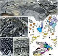 Miniatura para Ichthyosauriformes