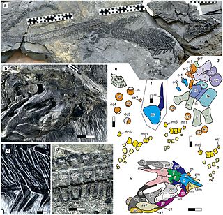 <i>Sclerocormus</i> Extinct genus of reptiles