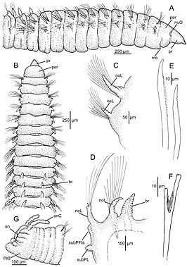 Scoloplos californiensis