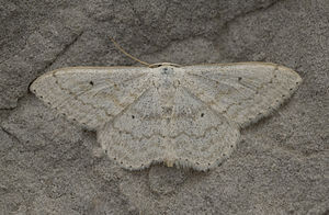 White-gray small spanner (Scopula incanata)