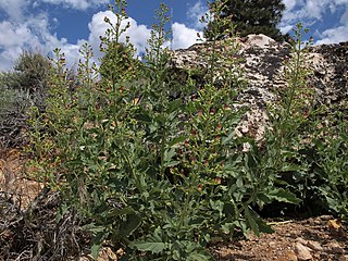 <i>Scrophularia desertorum</i>
