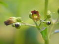 Kvet krtičníka hľuznatého