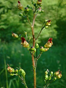 Scrophularia nodosa jfg1.jpg