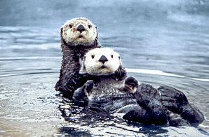 Sea otter pair2.jpg