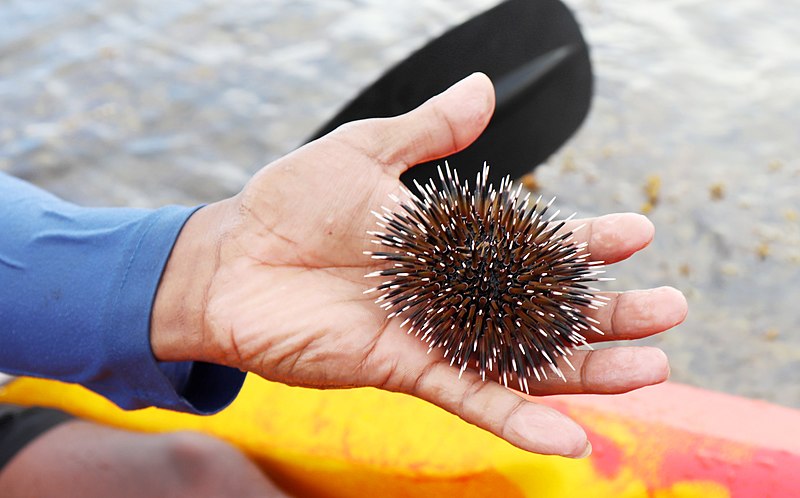 File:Sea urchin at Aguirangan.jpg