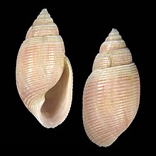 Kerang Acteon dancei.jpg