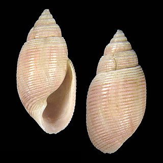 <i>Acteon dancei</i> Species of gastropod