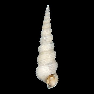 <i>Aclis maestratii</i> Species of gastropod