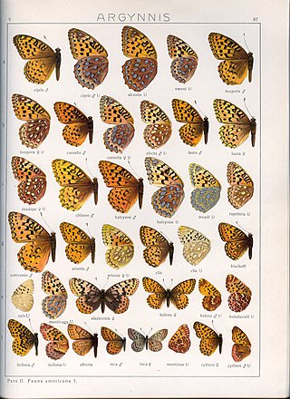 <i>Boloria alaskensis</i> Species of butterfly