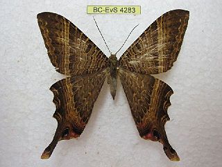 <i>Mania lunus</i> Species of moth