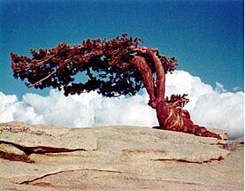 Living Jeffrey Pine on Sentinel Dome (1968)