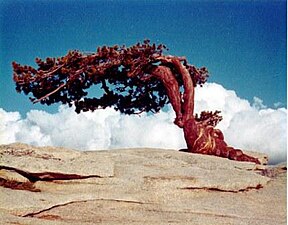 The iconic Jeffrey Pine photographed August 7, 1968