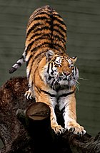 Harimau: Etimologi, Taksonomi dan genetika, Karakteristik