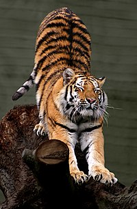 Siberian Tiger by Malene Th.jpg