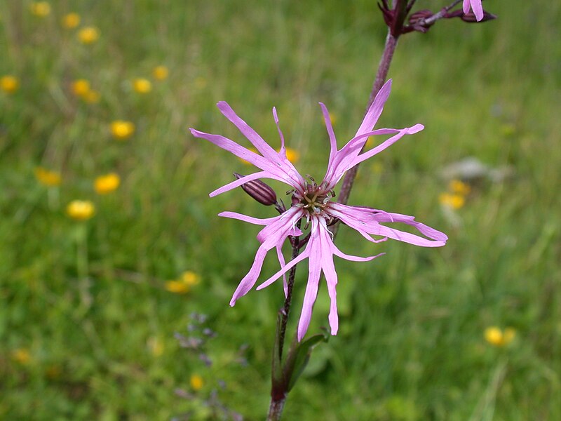 File:Silene flos-cuculi flower.jpg