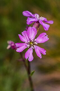 <i>Silene nivalis</i> Species of flowering plant