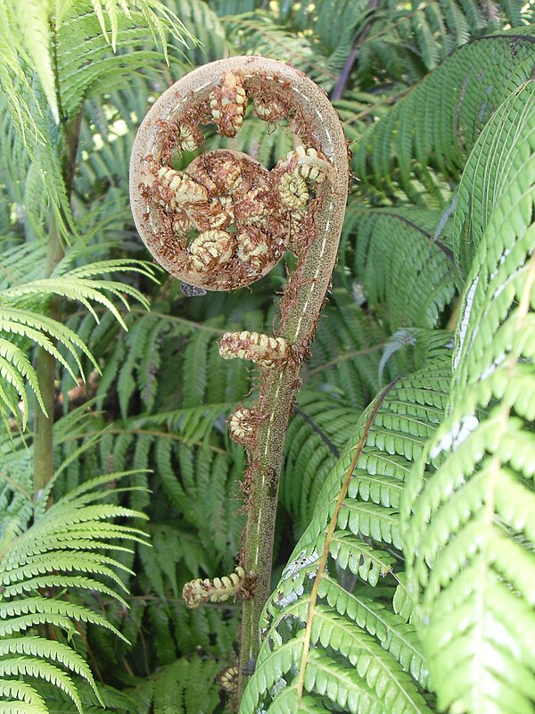 Koru or unfurling frond of silver fern