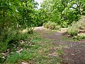 Slope of the late prehistoric tumulus in Lesnes Abbey Woods in Abbey Wood.