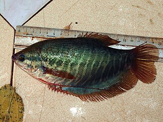 Snakeskin gourami Species of fish