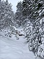 * Nomination Snowy landscape with snow-covered trees after a blizzard.--Νικόλαος Κυριακάκης 8:16, 22 April 2023 (UTC) * Decline  Oppose I fixed the categories, please include more specific ones in the future. The sharpness is though below the expected level for QI --Poco a poco 09:14, 22 April 2023 (UTC)