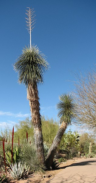 File:Soaptree Yucca.jpg