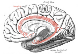 Sobo 1909 671 - Cingulum.png