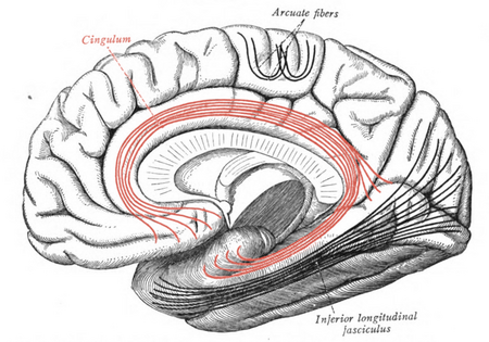 Tập_tin:Sobo_1909_671_-_Cingulum.png