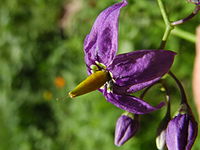 Solanum dulcamara flowers.JPG