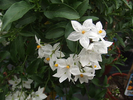 Tập_tin:Solanum_jasminoides1.jpg