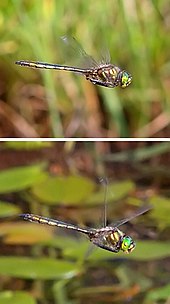 zusammengesetztes Foto, das zwei verschiedene Flügelstellungen der Libelle zeigt